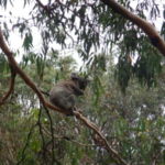Vous prendrez bien une petite feuille d'Eucalyptus ?